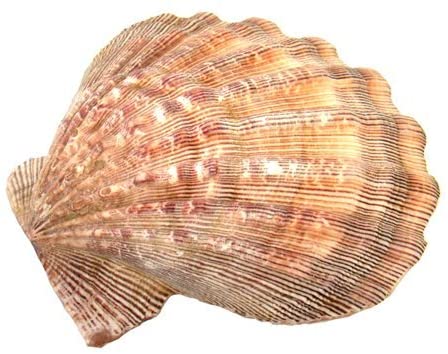 Large Lions Paw Shell - Oily Blends