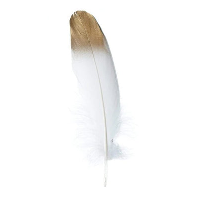 White Feather With Gold Tip - Metaphysical Sage Accessory - Oily BlendsWhite Feather With Gold Tip - Metaphysical Sage Accessory